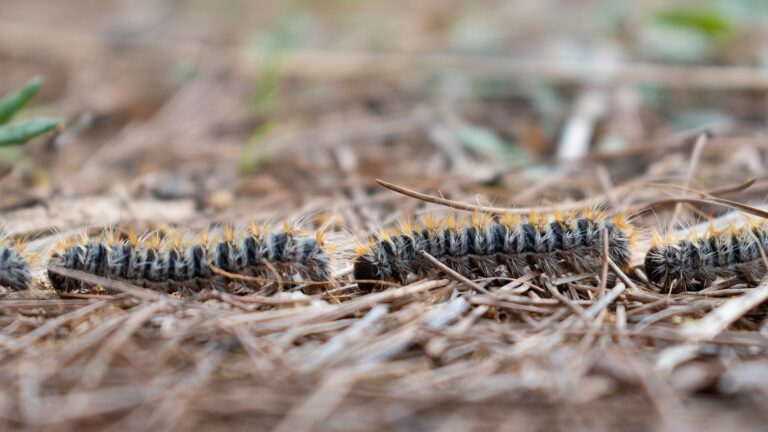 Nom de la formation 2