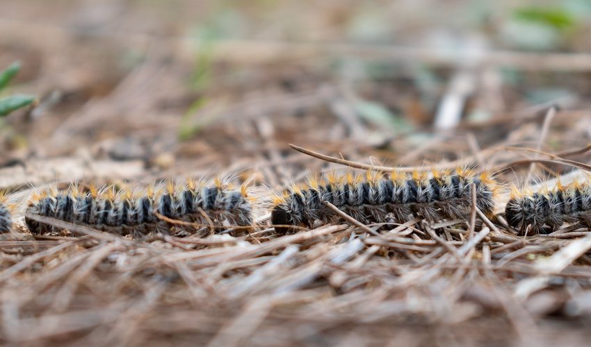 Chenilles défoliatrices et urticantes Chenilles défoliatrices et urticantes