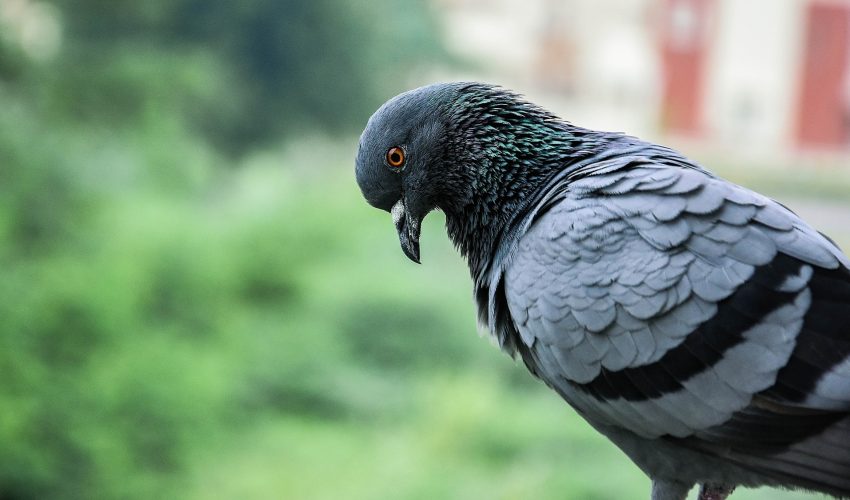 Formation technique oiseaux en milieux urbanisés