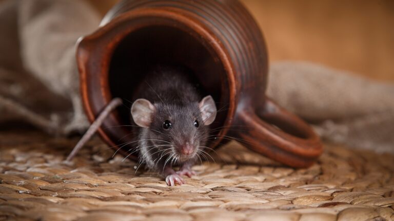 Nom de la formation 1