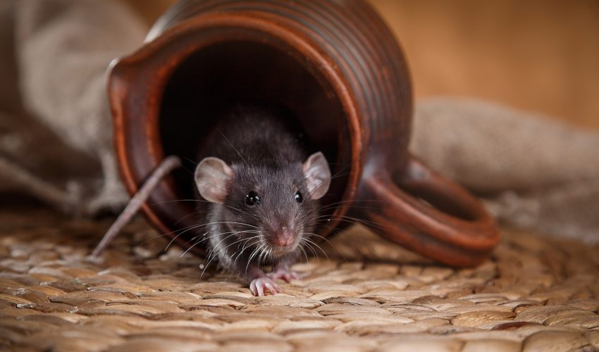 Rat – Fotolia_78999520_XXL Rat - Fotolia_78999520_XXL