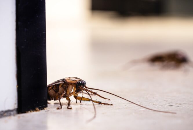 american-cockroach-floor-eating-dirt-crumbs-inside-kitchen