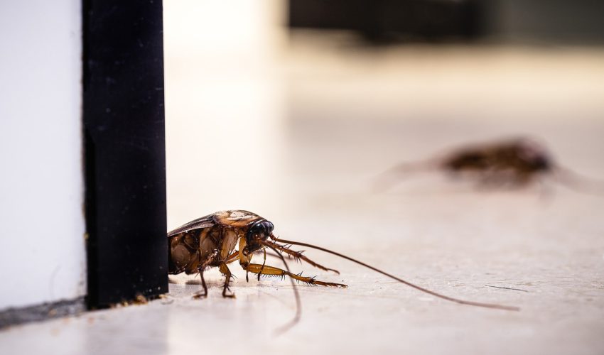 american-cockroach-floor-eating-dirt-crumbs-inside-kitchen american-cockroach-floor-eating-dirt-crumbs-inside-kitchen