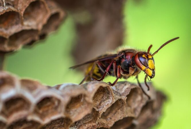 hornets-3213907 (1)